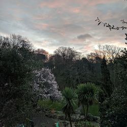 Plants and trees on field against sky during sunset