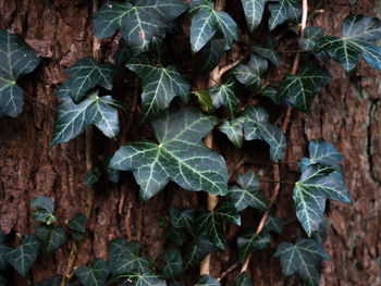 Close-up of leaves