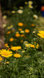 Close-up of yellow flowering plant on field