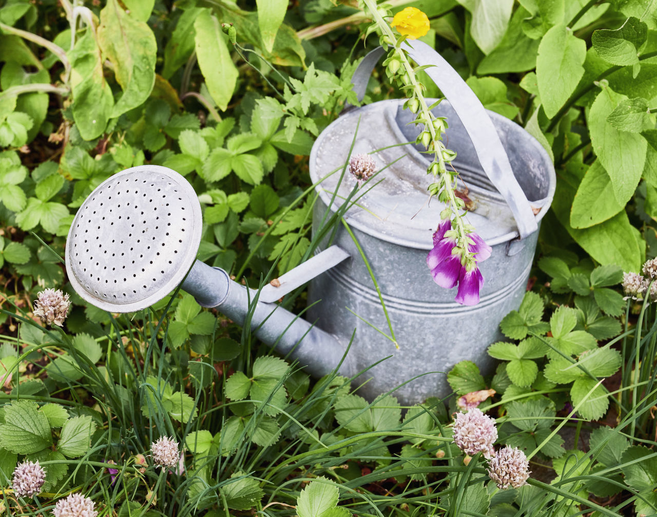 plant, flower, nature, growth, leaf, garden, high angle view, plant part, green, day, no people, lawn, grass, outdoors, flowering plant, gardening equipment, freshness, beauty in nature, gardening, watering can, field, food and drink