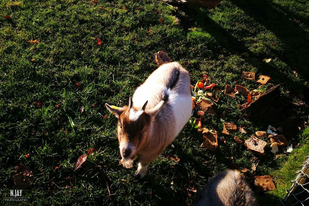 animal themes, one animal, mammal, sunlight, no people, high angle view, domestic animals, grass, tree, nature, pets, outdoors, day, antler