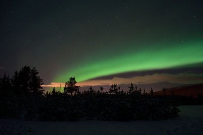 Scenic view of tree against sky at night