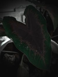 Close-up of fresh green leaves