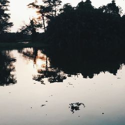 Reflection of trees in water