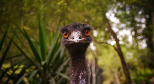 Close-up of emu