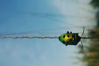 Close-up of bird perching on leaf against sky