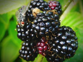 Close-up of berries growing on plant