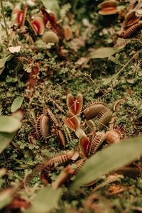 Close-up of pine cone