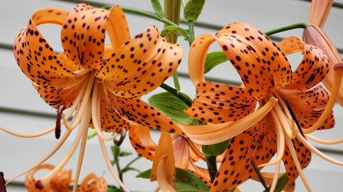 Close-up of orange lilies