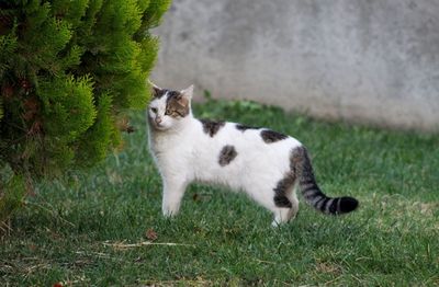 Cat standing in a field