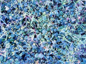 High angle view of flowering plants