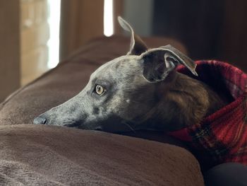 Close-up of dog resting on sofa at home