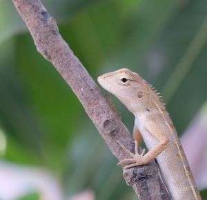 Close-up of a lizard on branch