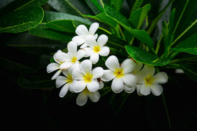 Close-up of white flowering plant