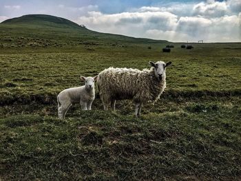 Portrait of sheep with lamb on grassy landscape against sky