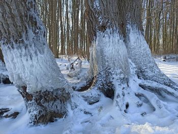 Snow covered trees in forest