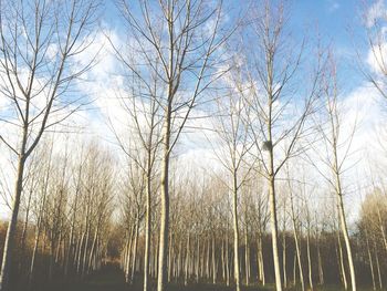 Bare trees against sky