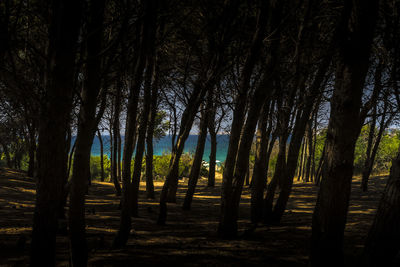 Trees in forest against sky