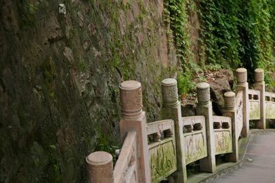 Bamboo plants in a row