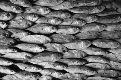 Full frame shot of fishes