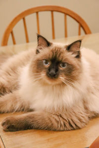 Close-up of ragdoll cat lying on table