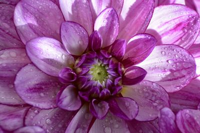 Close-up of purple flowers