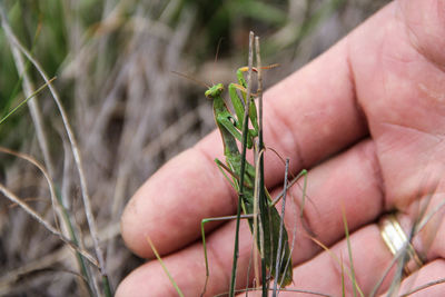 Close-up of hand holding grasshopper