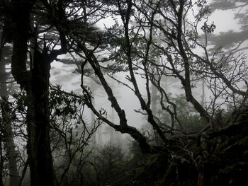 Low angle view of trees in forest