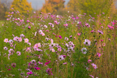 Close-up of pink flowers growing in field