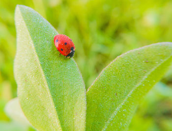 Close-up of ladybug on plant