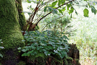 Close-up of tree trunk in forest