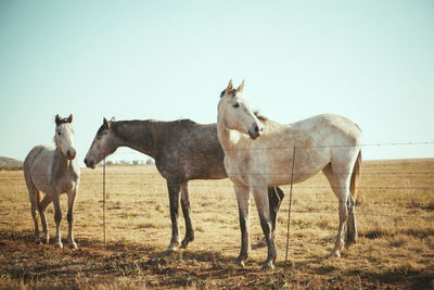 Horses standing on landscape against sky