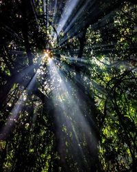 Low angle view of sunlight streaming through trees