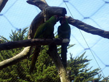 Low angle view of bird perching on tree against sky
