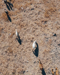 High angle view of bird on land
