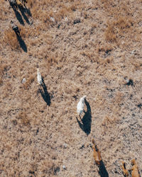 High angle view of horses on land
