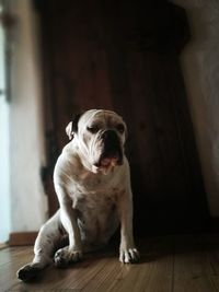 Close-up of dog at home