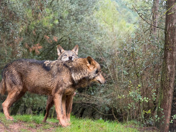 View of lion in forest