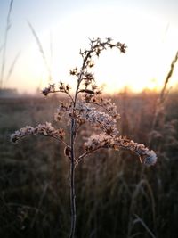 Close-up of plant against sky at sunset