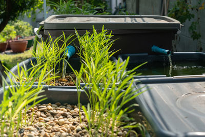 Potted plants in yard