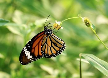 Close-up of butterfly pollinating on flower - danaus genutia, common tiger