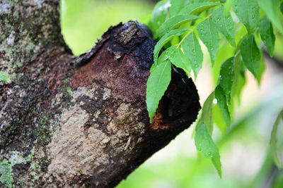 Close-up of lizard on tree trunk