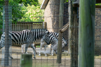 Zebras in a zoo