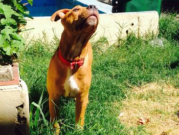 Close-up of dog in grass