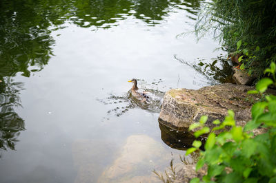 High angle view of bird swimming in lake