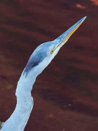 Close-up of seagull