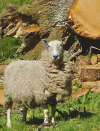 Portrait of sheep standing in a field