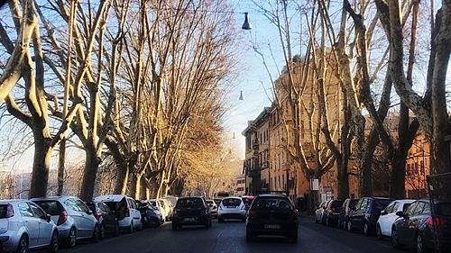 Road passing through trees