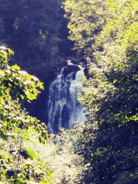 Scenic view of waterfall in forest