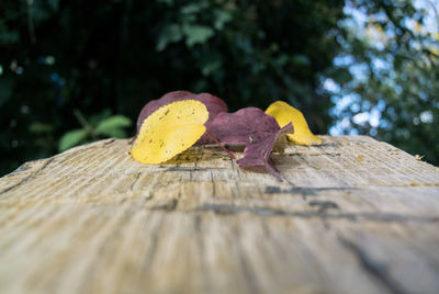 Surface level of yellow flower on wood